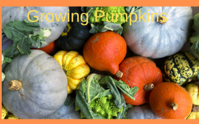 Growing Pumpkins is Easy