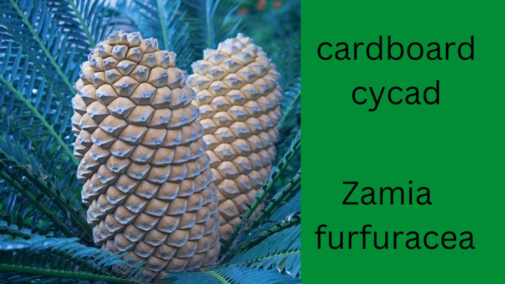 Cardboard Cycad Fact Sheet - All Seven of Us