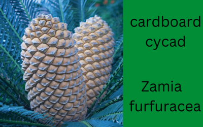 Cardboard Cycad Fact Sheet