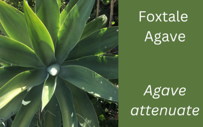 Foxtail Agave Fact Sheet