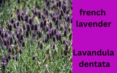French Lavender Fact Sheet