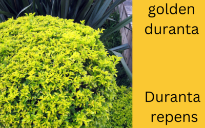 Golden Duranta Fact Sheet