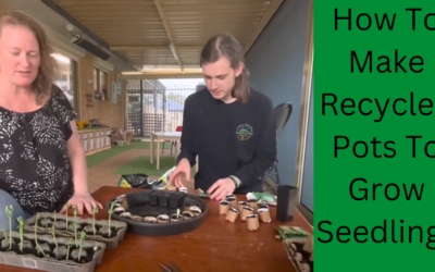 How To Make Recycled Pots To Grow Seedlings